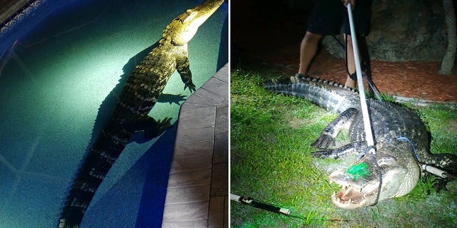 The gator woke up a sleeping family in Deep Creek and went for a swim in their pool.