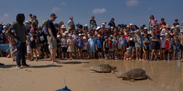 Rescued sea turtles in Israel were released back into the wild.