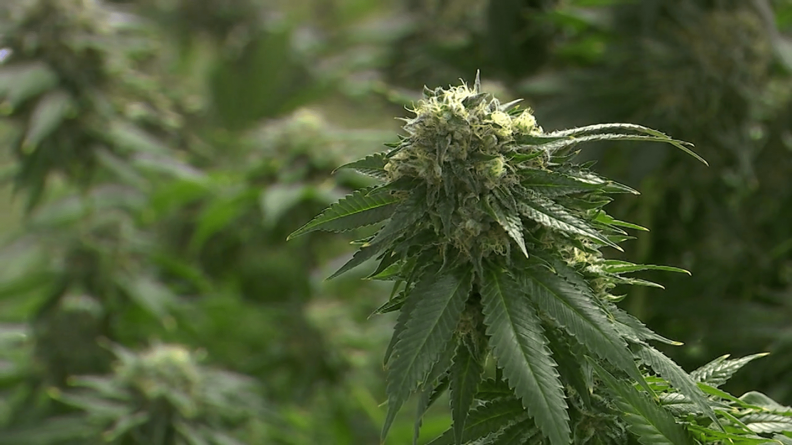 Survey on marijuana use while driving in Virginia ‘troubling’
