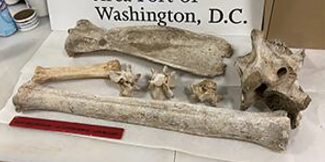 The woman allegedly told CBP officials that she found the giraffe and zebra bones in Kenya. 