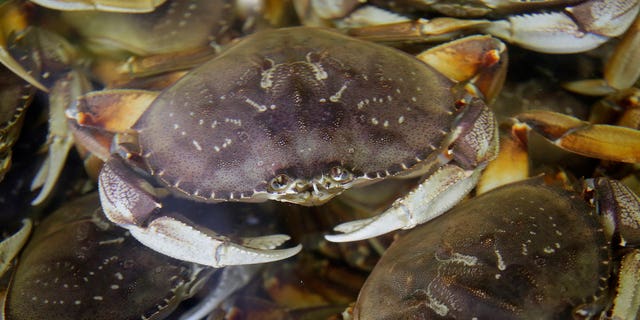 Fresh Dungeness crabs fill a tank in San Francisco on Nov. 16, 2018. California is cutting short the commercial Dungeness crab season to protect humpback whales from becoming entangled in fishing gear.