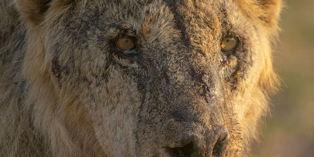 Lions in Kenya speared to death in retaliation after hungry big cats prey on goat herd