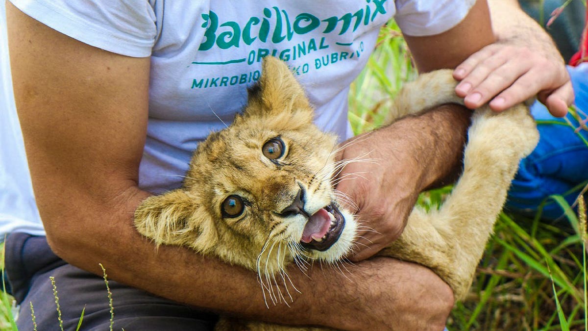 Malnourished lion cub in Serbia found wandering by roadside, police now investigating